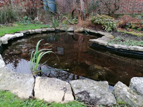 Inside Aldbourne's Nature Reserve: Revamping a wildlife pond - Carbon ...